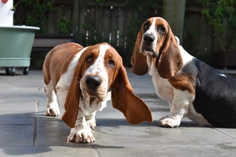 basset hounds