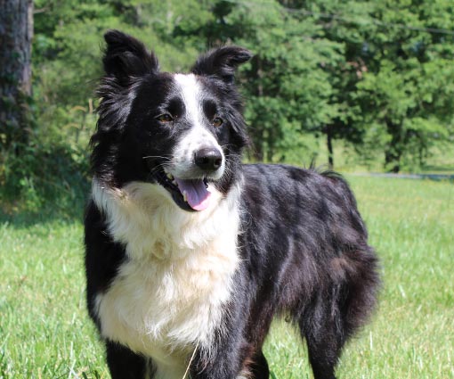 Border Collie