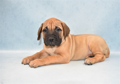 bullmastiff