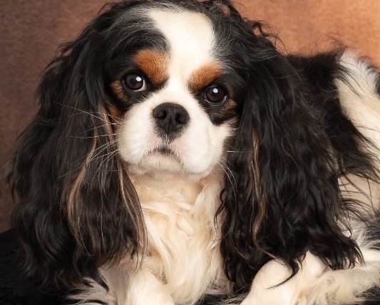 Cavalier King Charles Spaniel