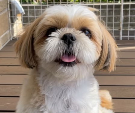 shih tzu